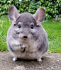 小绒鼠.....简直就是一个行走的呆萌........ins：camerons_chinchillas ​​​​