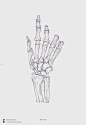 手部骨骼图鉴  可以马着练习

ins：chuanbin_chung ​​​ ​​​​