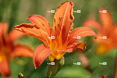 橙色 花卉背景 自然 花朵 光 花壁纸 花瓣 美丽的花朵 春天