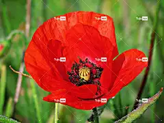 罂粟 美丽的花朵 罂粟花 花 黛西 鲜花 绽放 花卉背景 花壁纸