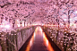 General 2048x1367 Japan architecture cherry blossom