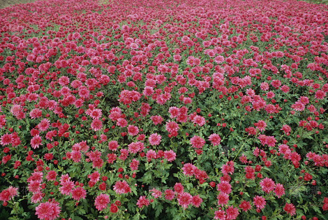 花的海洋
