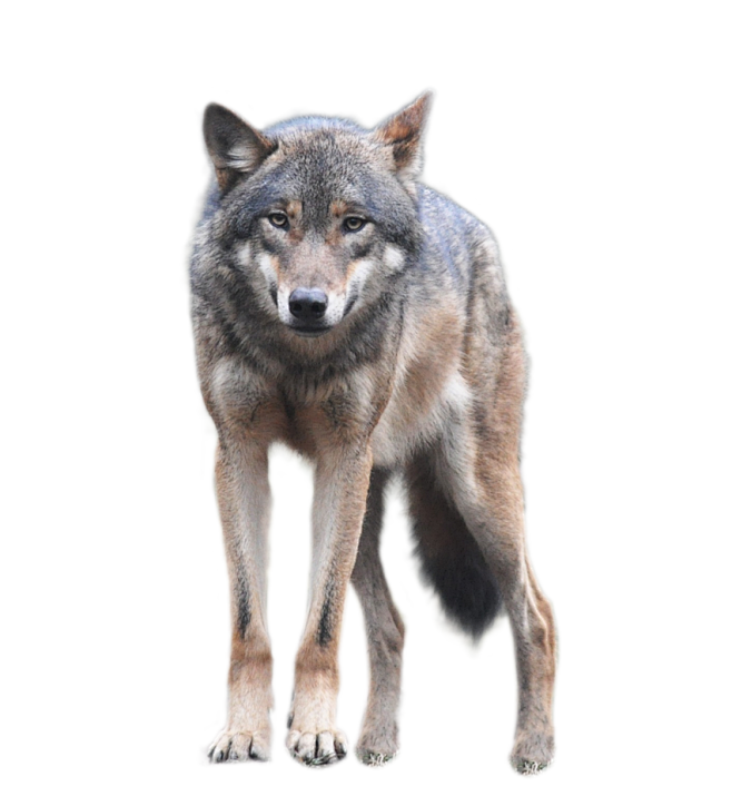 wolf png