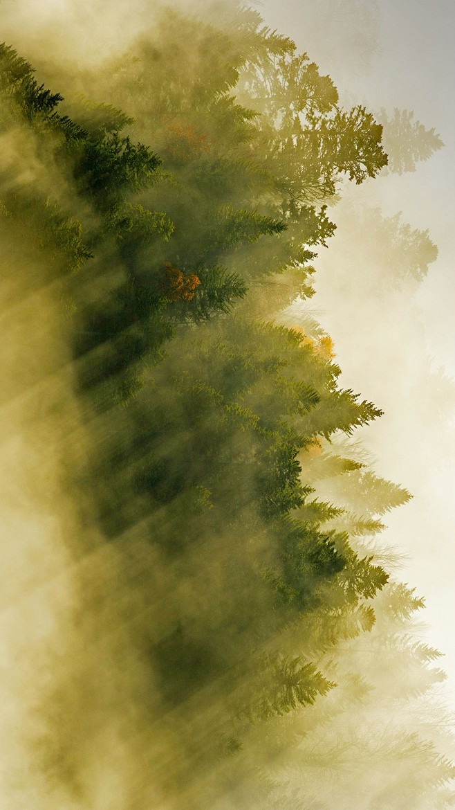 孚日山脉的针叶林，法国 (© Radom...