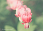 Flower Photography Cards Stationery Fine by BLintonPhotography：Beautiful, pink Bleeding Hearts gently hanging in a row.