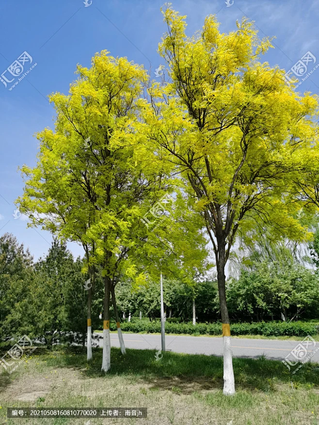 金枝槐-花瓣网
