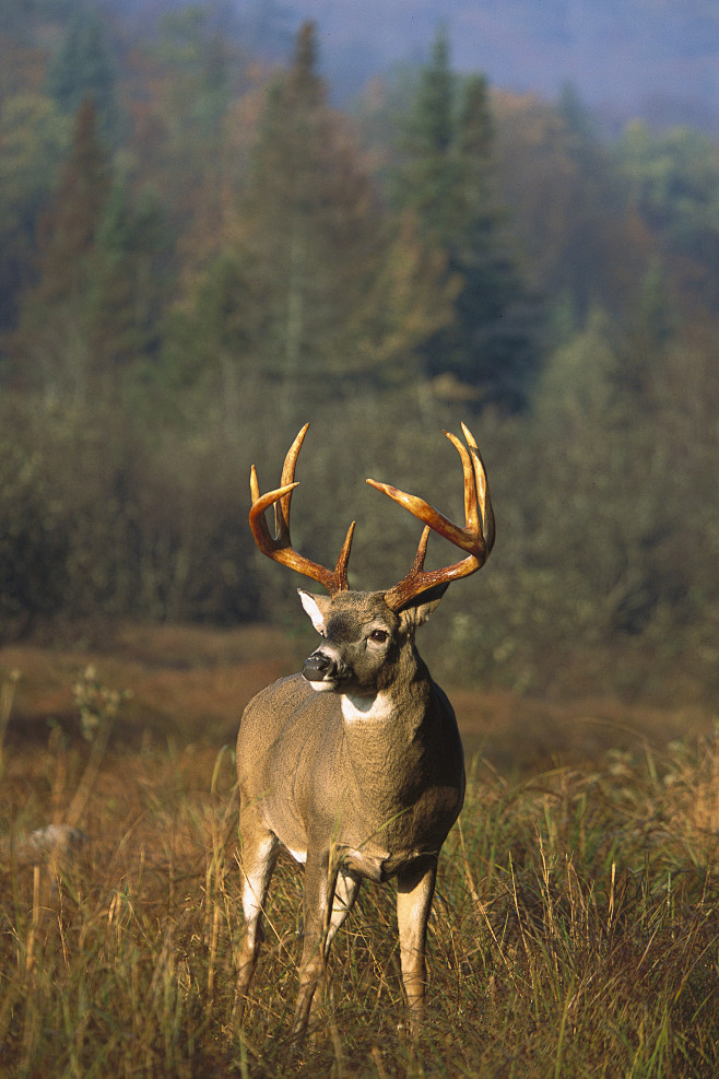 偶蹄目反刍亚目鹿科维基尼亚鹿