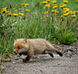 两头身的小狐狸 跑啊~跑啊~
via：O网页链接
#狐狸##赤狐# ​​​​