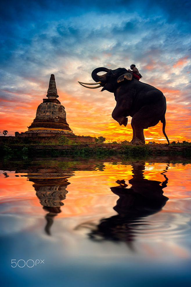 Elephants and stupa ...