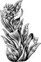 Plants : Scratch board illustrations of plants. The style is similar to a woodcut or engraving.