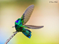 Green Violetear by Pelchat Diane on 500px