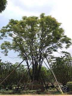 噜啦啦啦~~~采集到植物单体素材