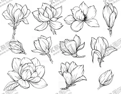 卡通玉兰花 【酷图网】卡通玉兰花,玉兰花图案,卡通,素材,元素,矢量,可爱,玉兰花素材,手绘,插画,清新,印花,图案,简约,时尚,玉兰花,花卉,春季,夏季,春天,夏天,花,花朵,玉兰花插画,插图,花素材,插花,图标,标志,logo,包装,卡通花朵,卡通花,花朵素材,卡通玉兰,中式,国潮,古风,简笔画,线稿,涂色,上色