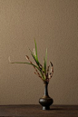 一日一花 （3）
