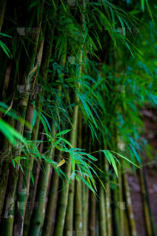 竹,枝,植物群,垂直画幅,禅宗,无人,热...
