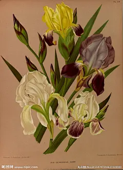 【复古手绘花卉 —— 鸢尾花】