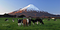 Moo'z Herd by Moo Px on 500px