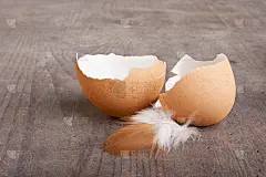鸡蛋壳