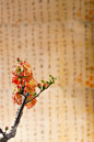 桃花树枝与传统文化背景图片