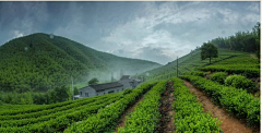 HUIXIAO采集到C-与茶有关  农庄旅游
