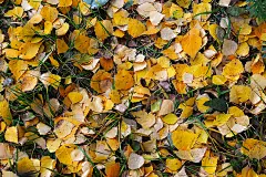 自然背景的黄色秋叶