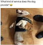 Funny Animal Picture Dump Of The Day 24 Pics