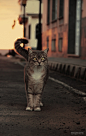Street cat on Behance