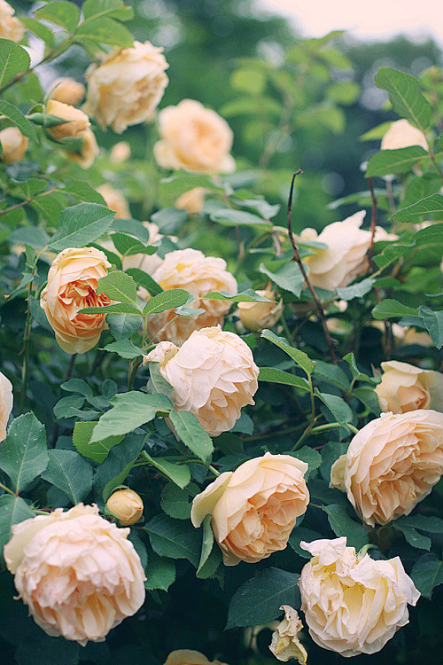 蔷薇玫瑰
summer roses