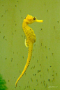 Seahorse, Hippocampus, with Babies | In the water