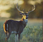 whitetail-usarmy-e1326348291992