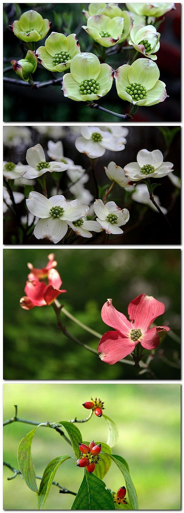 百科名片之四照花别名山荔枝山茱萸科四照花属四照花原产东亚落叶乔木
