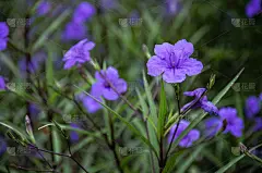 这朵盛开的红百合花特写