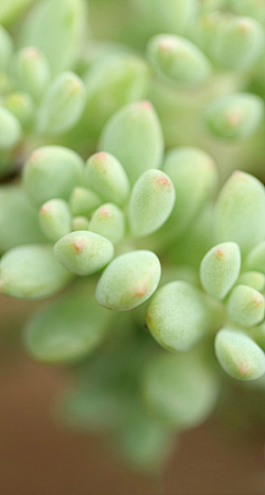 优越感阳光采集到植物