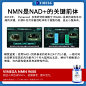 NMN科普图