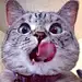 迷茫猫