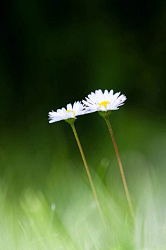 苹果★★采集到花