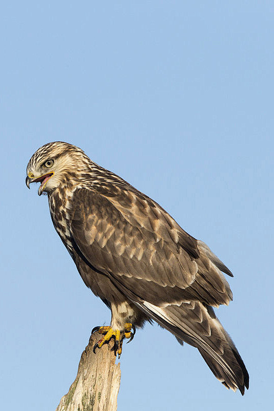 鹰形目鹰科鵟鹰属毛脚鵟鹰