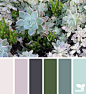 succulent hues