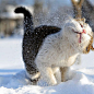 Kitty's First Time In The Snow
