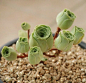 Called Greenovia Dodrentalis, these succulents have curved layered petals that make the plants look just like roses.