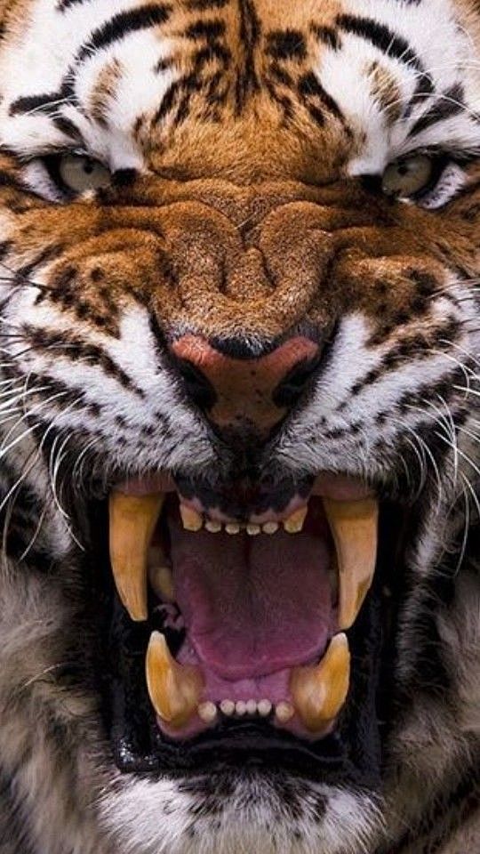 洪水猛兽 凶狠龇牙咧嘴 老虎