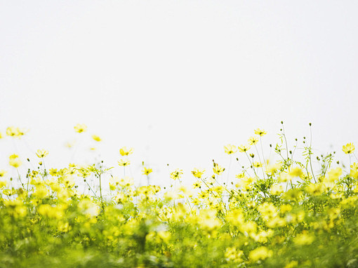 【那年春天遍野油菜花里的你我】