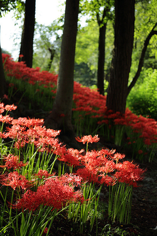 Spider Lily Forest, ...