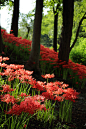 Spider Lily Forest, Japan
photo via lindsey