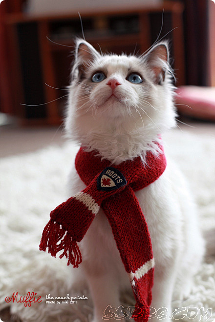 Muffie这只【布偶猫】把我迷倒~\(...