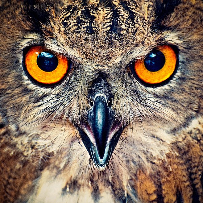 Photograph Eagle Owl...