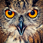 Photograph Eagle Owl Eyes by Allard Schager on 500px