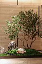 打造100家植物空间｜迎宾馆长廊植物造景