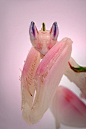phototoartguy:<br/>Orchid mantis by Igor Siwanowicz