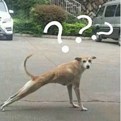 骨头有只袜子采集到外星人